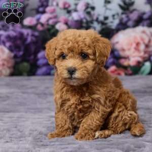 Dodge, Bich-Poo Puppy